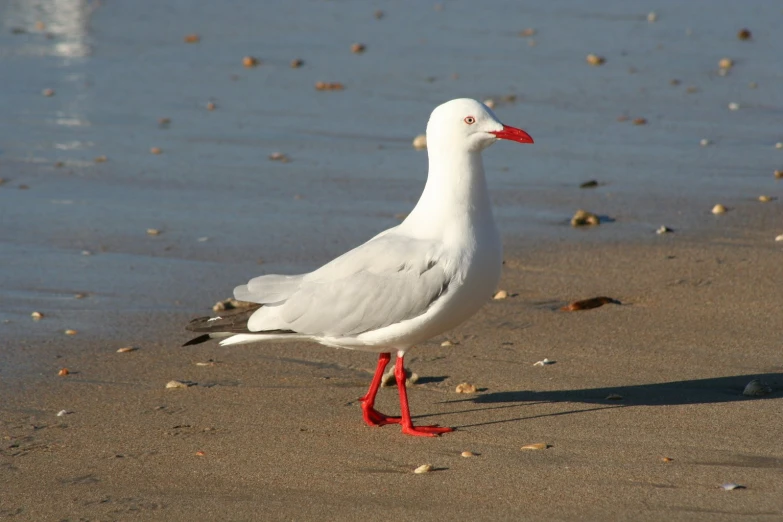 the bird is standing alone by the water