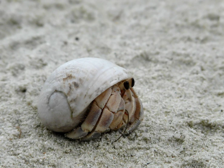 there is a small, unmade shell on the beach
