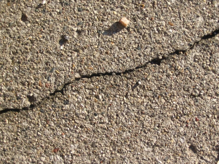 a bird standing on the side of a cement road