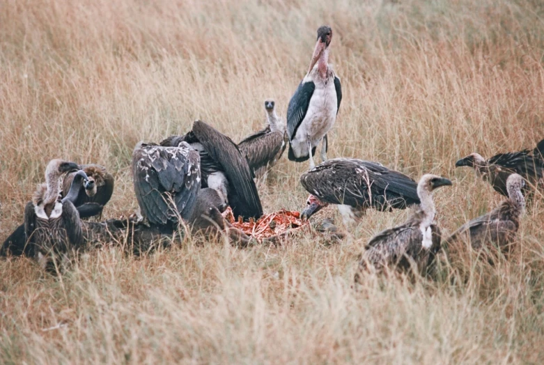birds eating meat from the ground in the grass