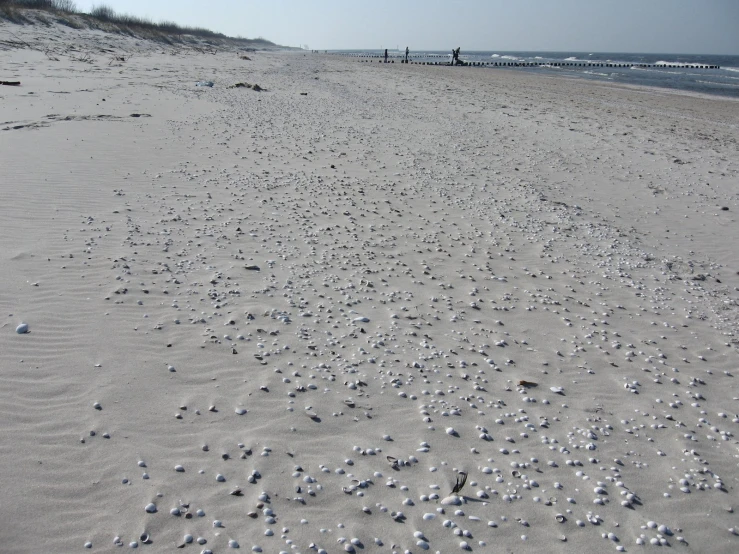 lots of sea shells on the sand of a beach