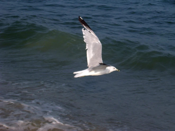 bird flying over the ocean water with wings out