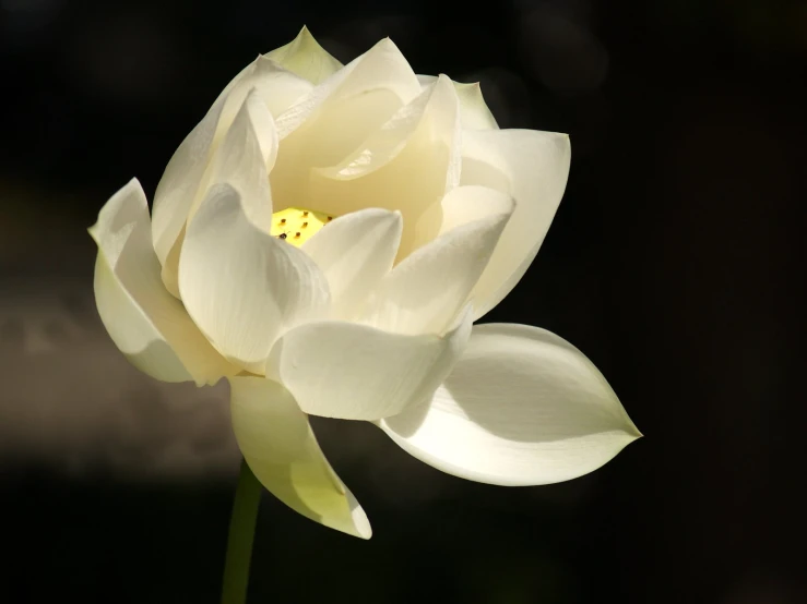 a white flower with a black background