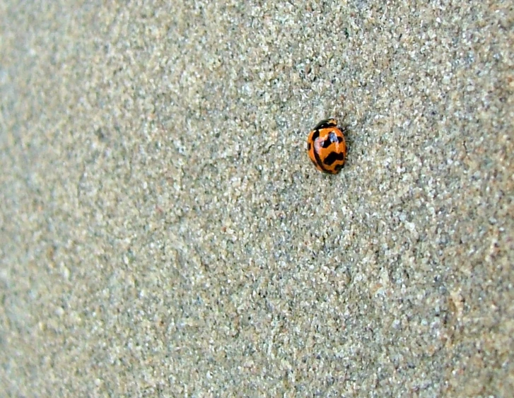 a closeup of a lady bug crawling in the sand