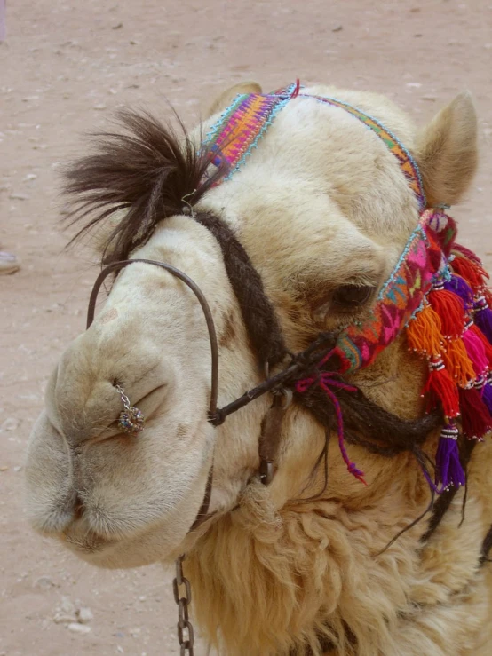 close up picture of a llama with a multi - colored headdress