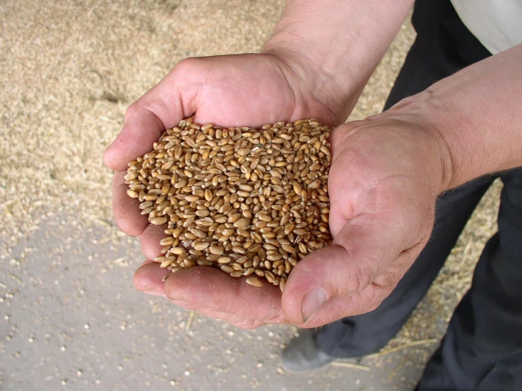 a man holding out his hands full of seeds