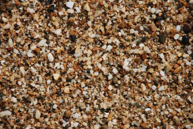 small shells of various kinds on a beach