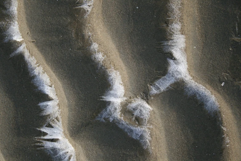 the sand is blowing in the wind