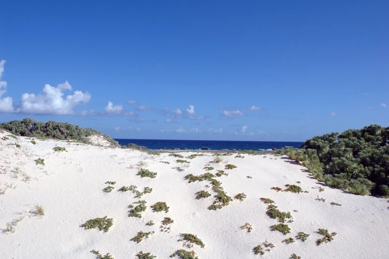 the white sand is on the beach with bushes