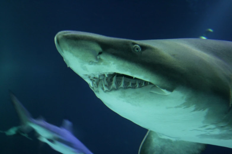 a shark that is sitting under water