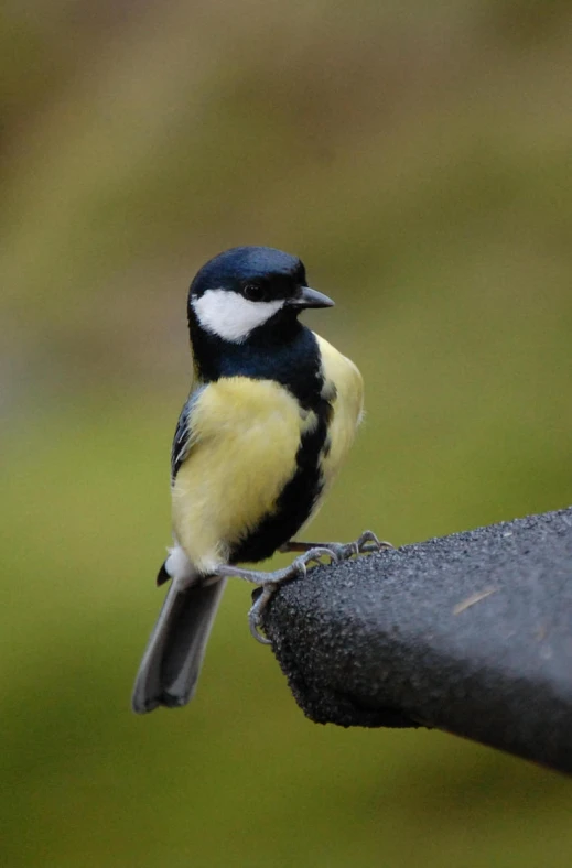 a small bird is sitting on the armrest of a chair