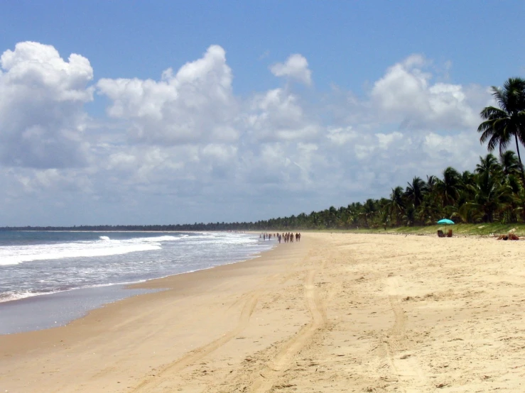 the shoreline on a sandy beach with palm trees