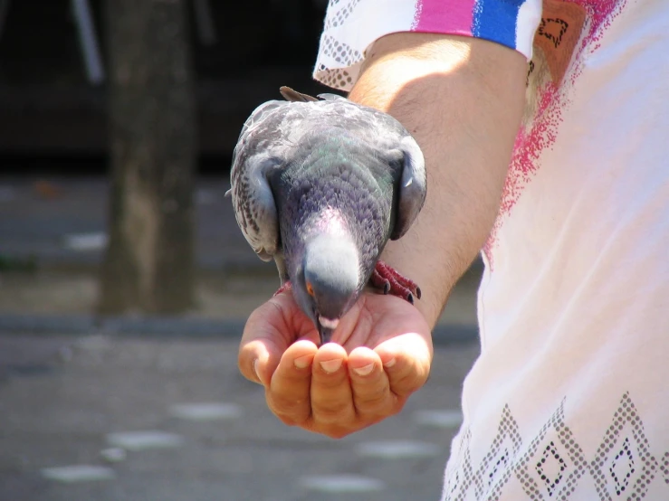 a gray parrot perched on the palm of a person