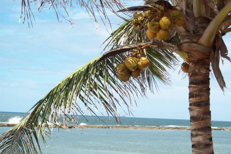 a coconut tree hanging on the side of the beach