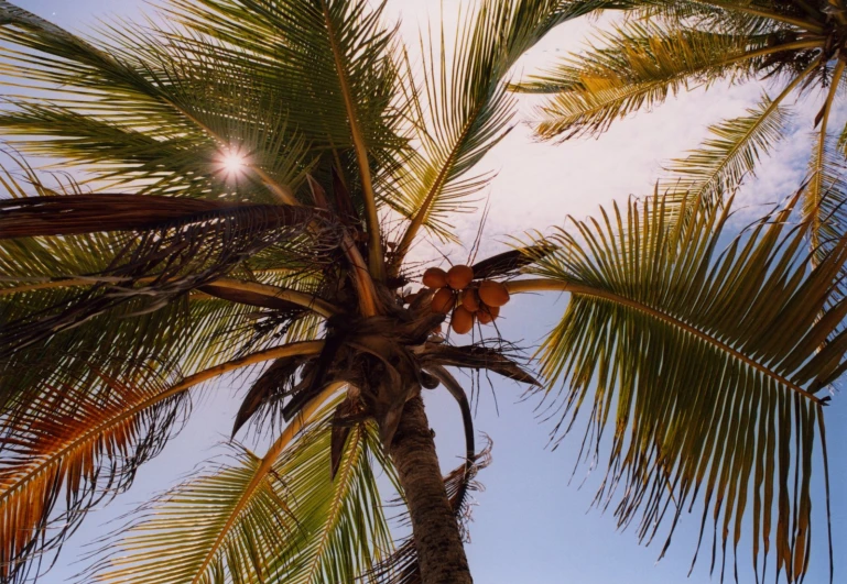 two palm trees under a bright blue sky