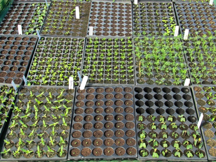 rows of seedless plants are being grown in the ground