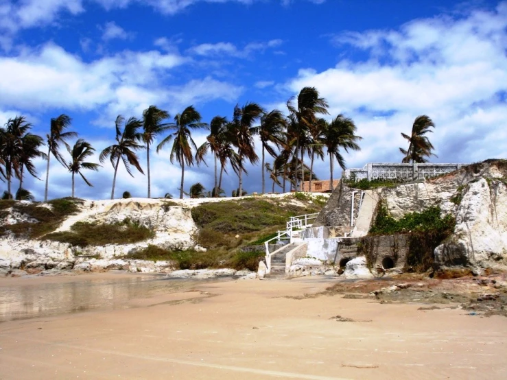 trees grow near the beach in front of the ocean