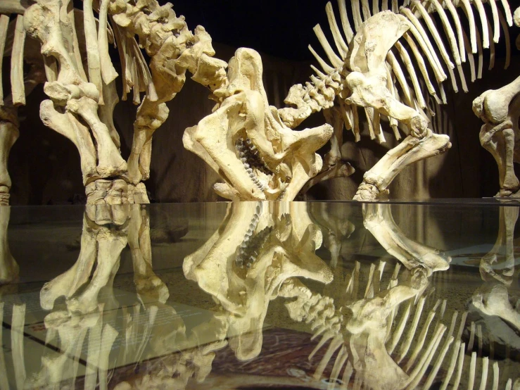 a glass table that has a large group of bones on it