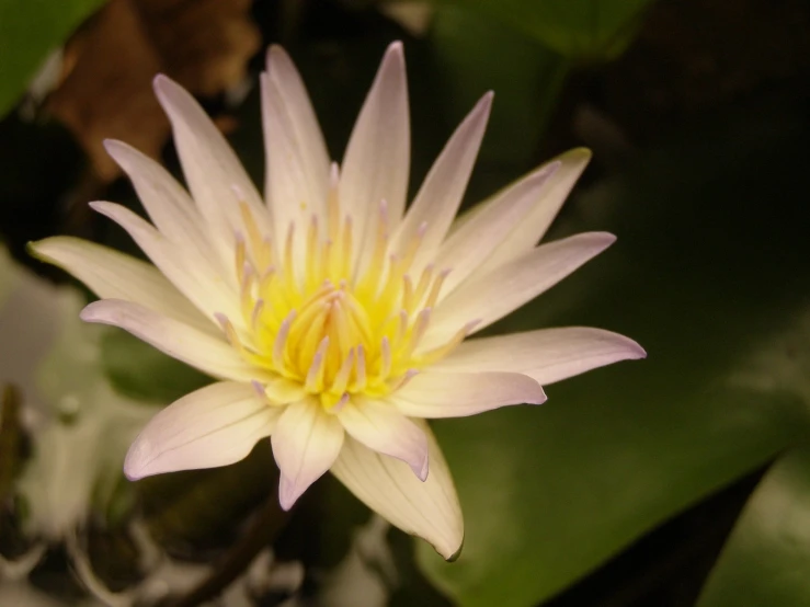 a bright pink flower blooming on top of waterlily plants