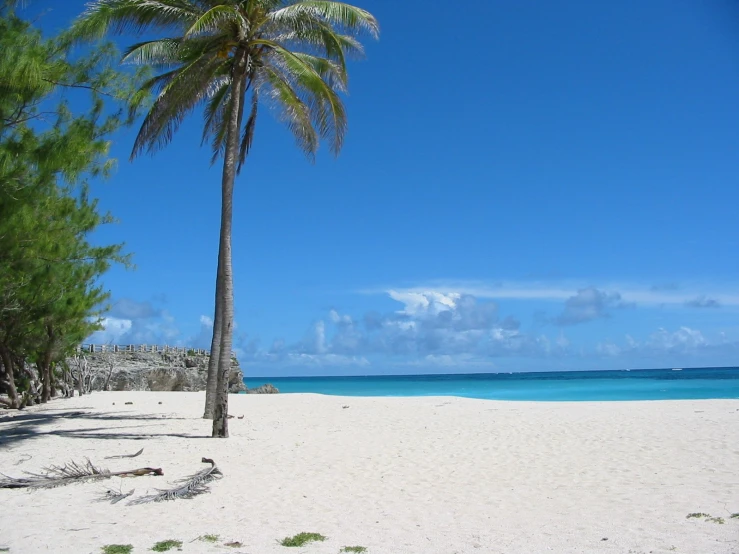 a lone palm tree on a tropical beach