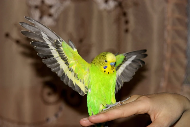 a yellow and green bird with its wings spread out