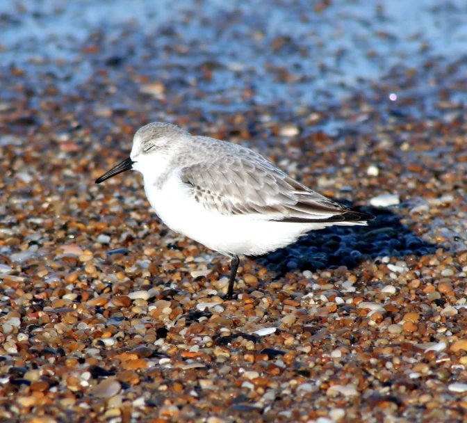 a bird on some sand, with its long beak