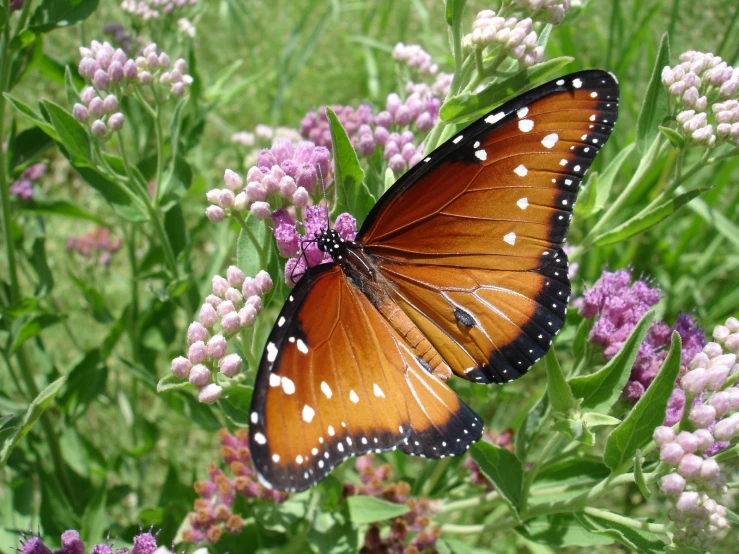 a erfly that is sitting on some purple flowers