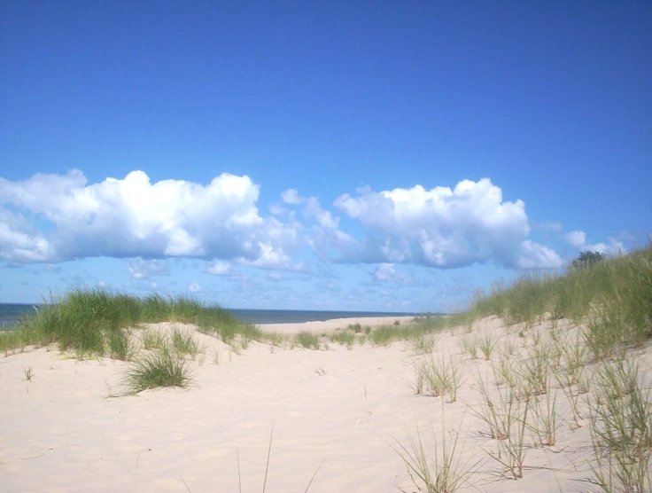 an over head view of a sandy beach with a small bush growing out of it