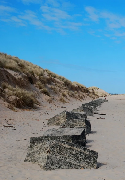 a line of logs is lying in the sand