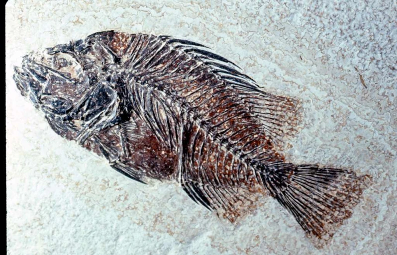 a po of a skeleton fish, from above