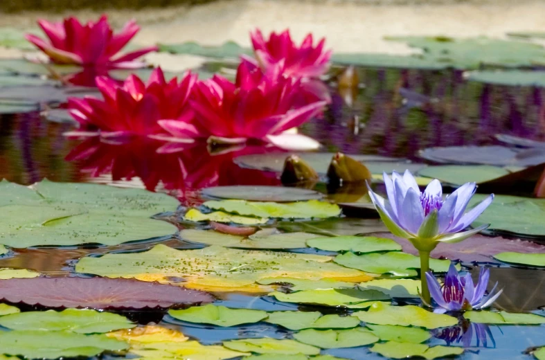 several water lilies and some pink flowers in the pond