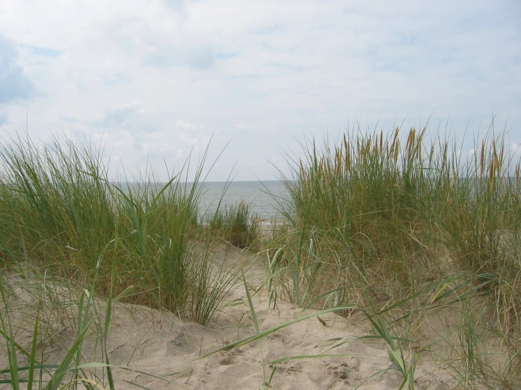 a beach with grasses and the ocean in the background