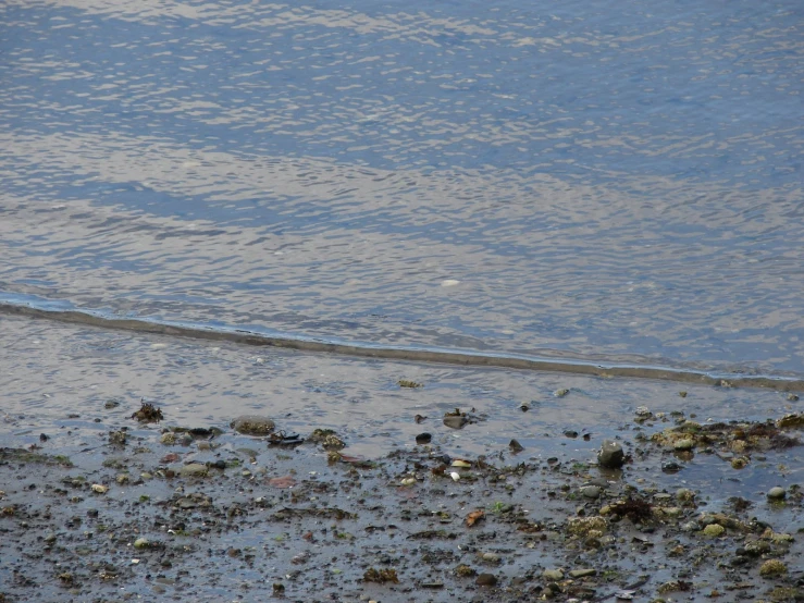 a bunch of sea shells laying on the sand