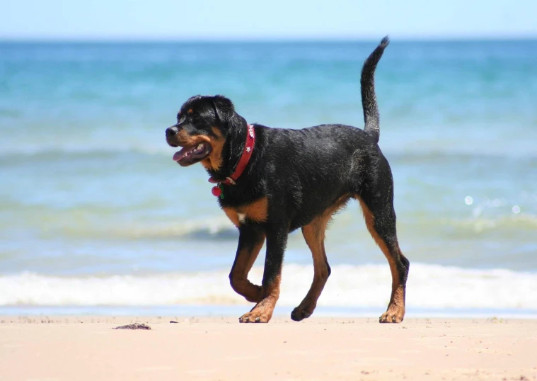 black and brown dog running on the beach