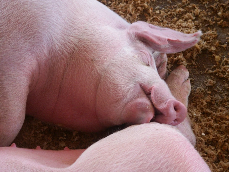 a pink baby pig sleeps in the dirt