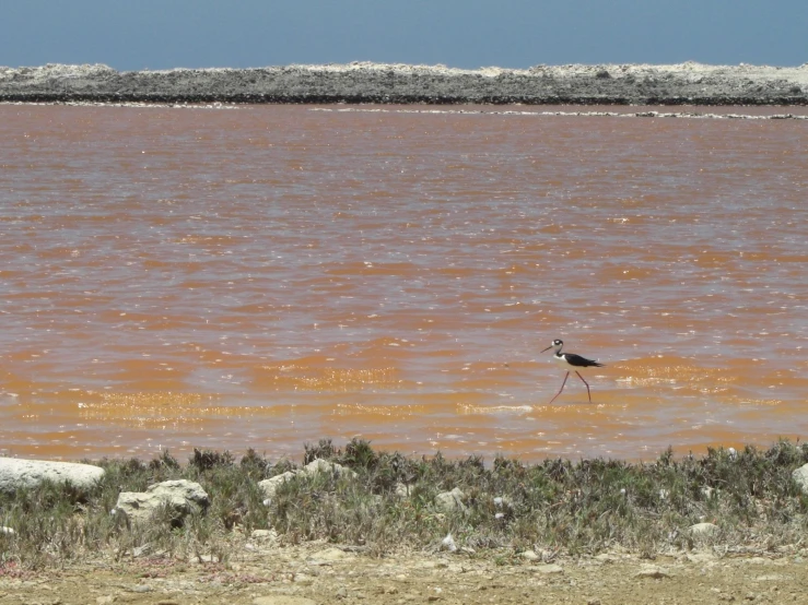 a bird standing in water looking out over land