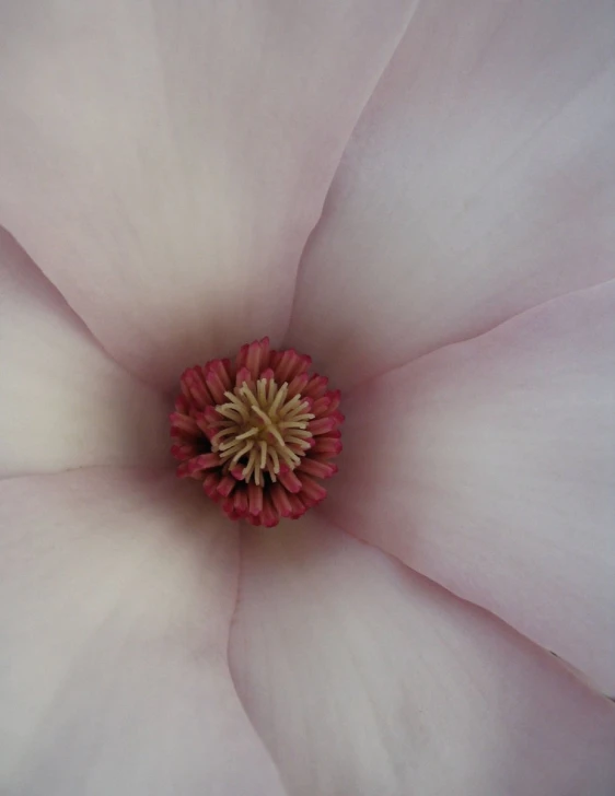 this is the center of a large flower