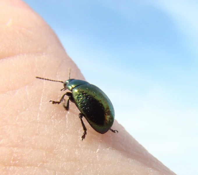 a green beetle crawling on top of someone's finger