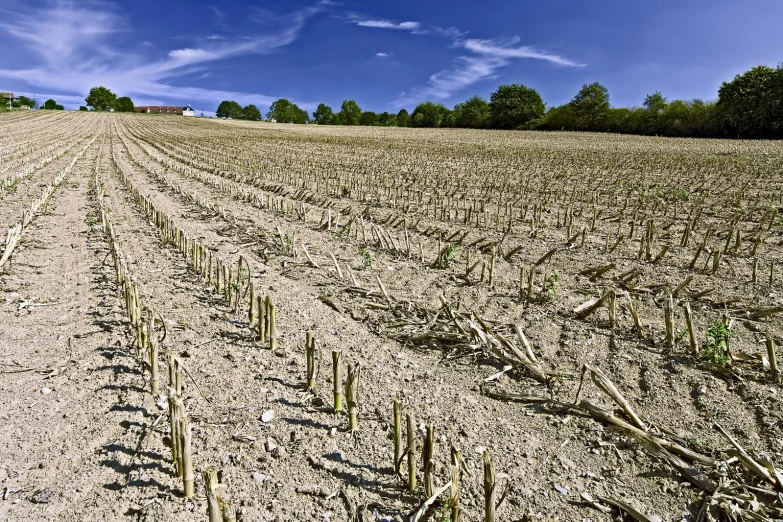 a field full of dead grass and a blue sky