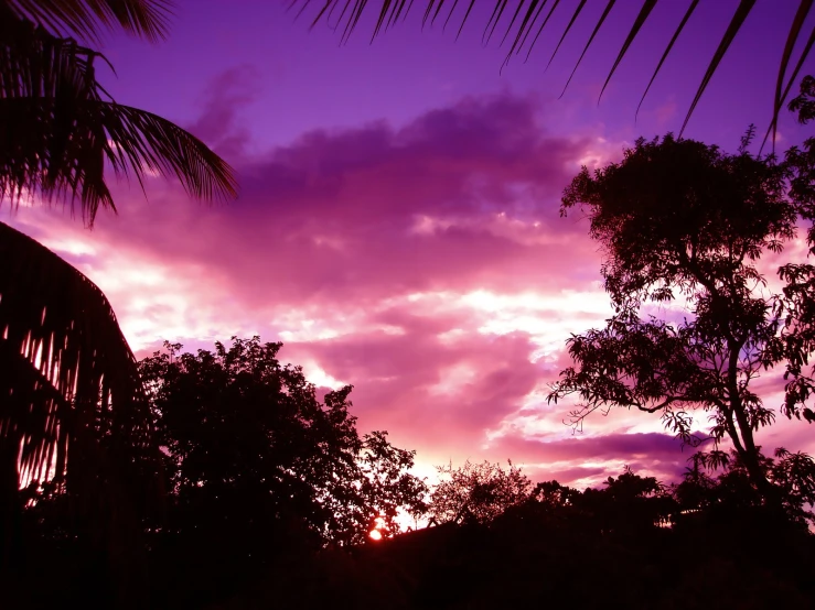 the sun rises above the silhouettes of palm trees