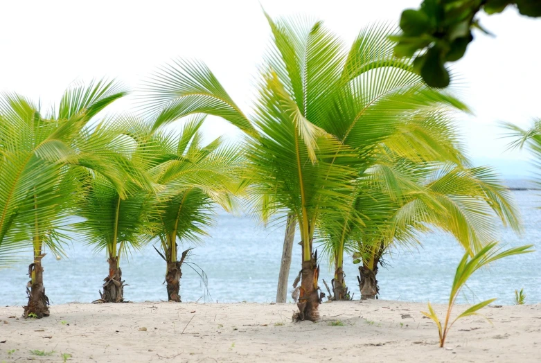 a bunch of palm trees stand on the beach