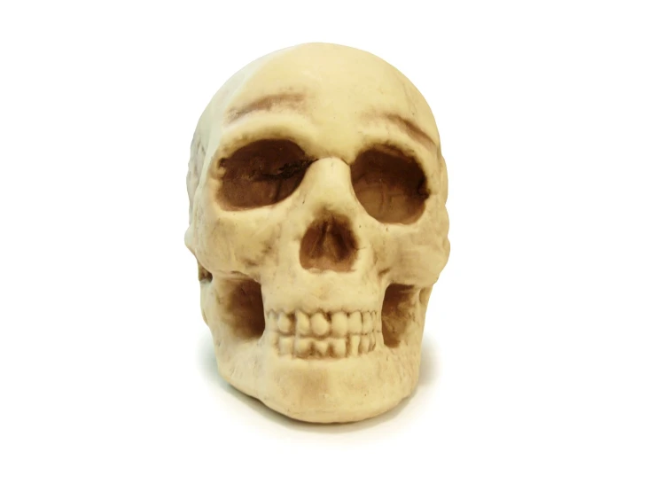 the front view of a white human skull