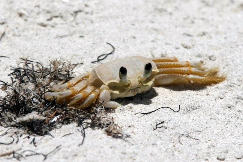 a dead crab is covered in worms as it lays on the sand