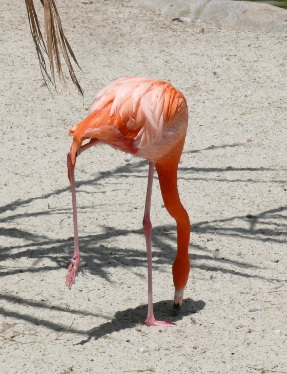 a flamingo in pink, bending it's head down