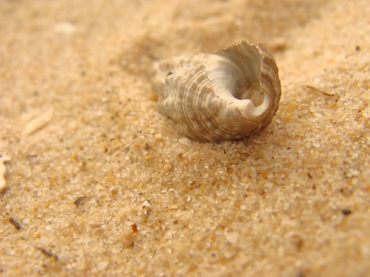 a close up po of a shell on a sandy surface