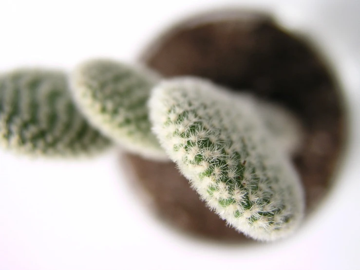 a close up picture of some plants in the sun