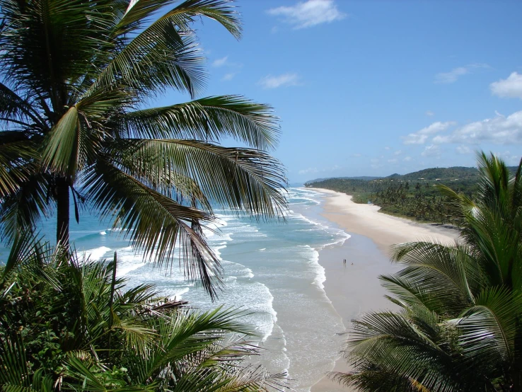 a beach with palm trees and the water