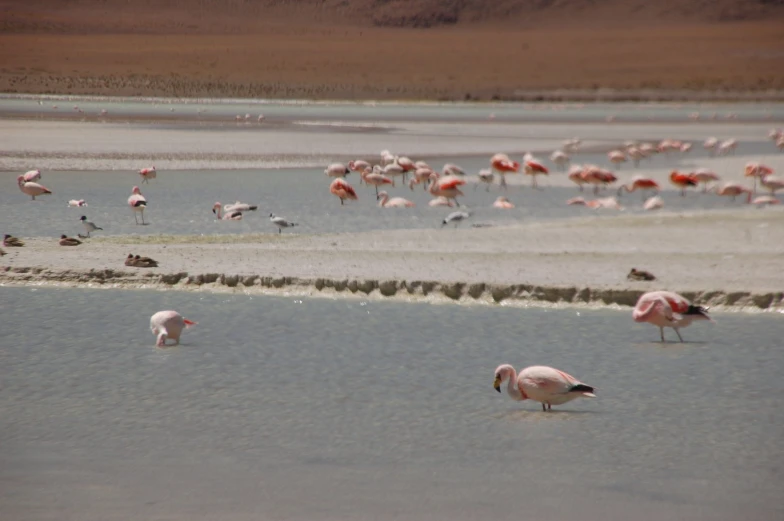 pink flamingos walking in shallow water, some sitting in the background