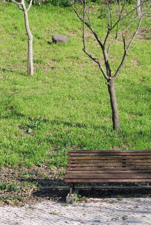 a park bench and a tree in a field