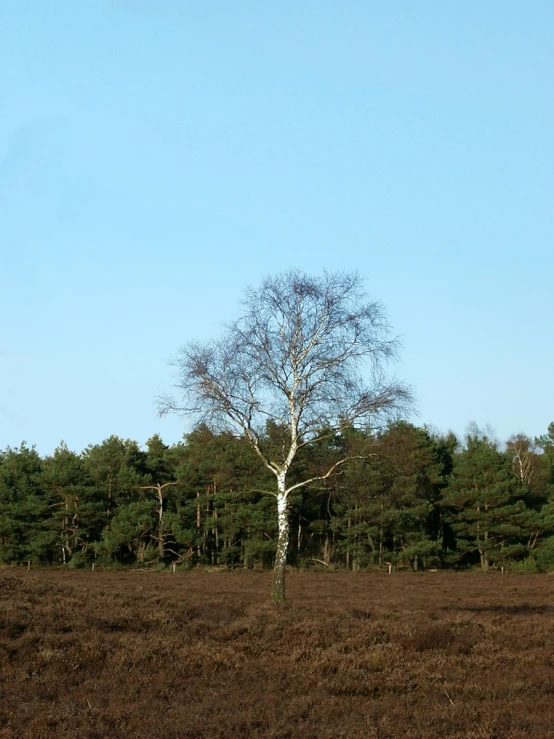 a tree in the middle of an open field